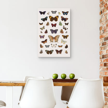 Armonia de Mariposas III - The Drammis Collections