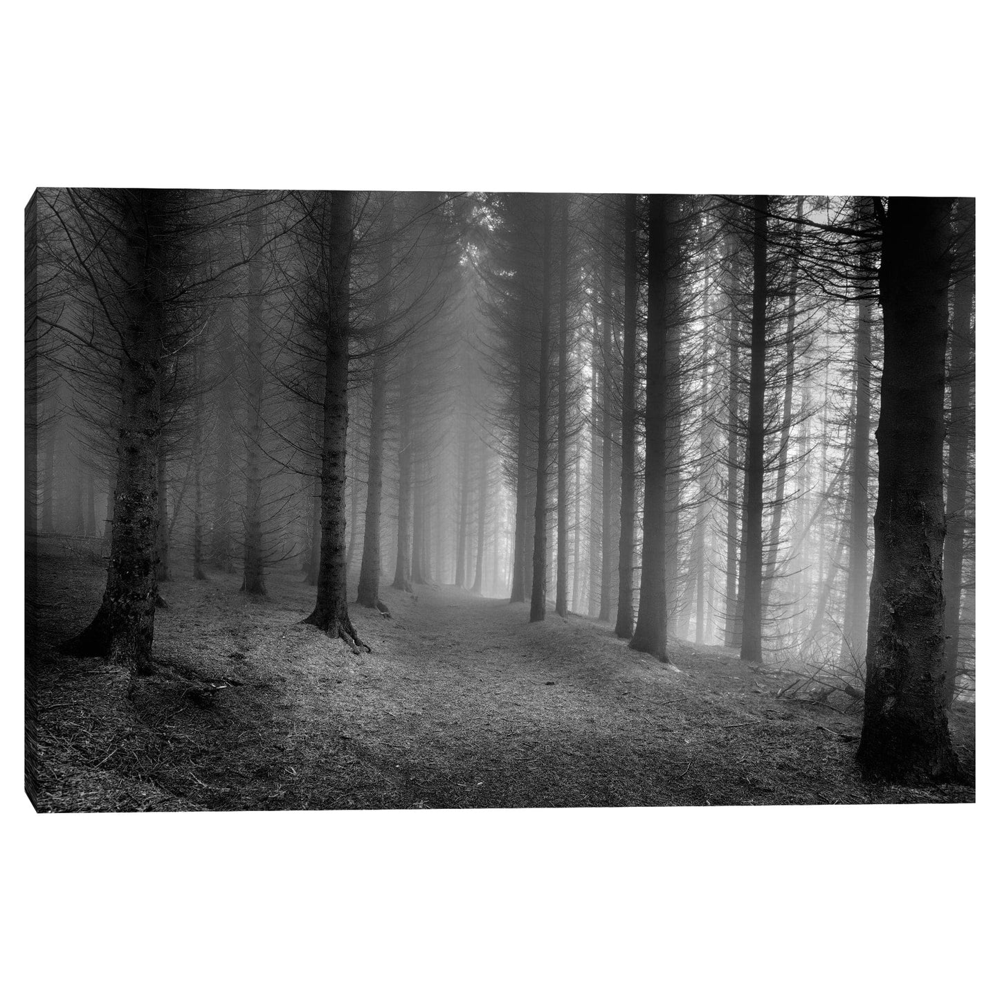 Bosques brumosos - Nocturna
