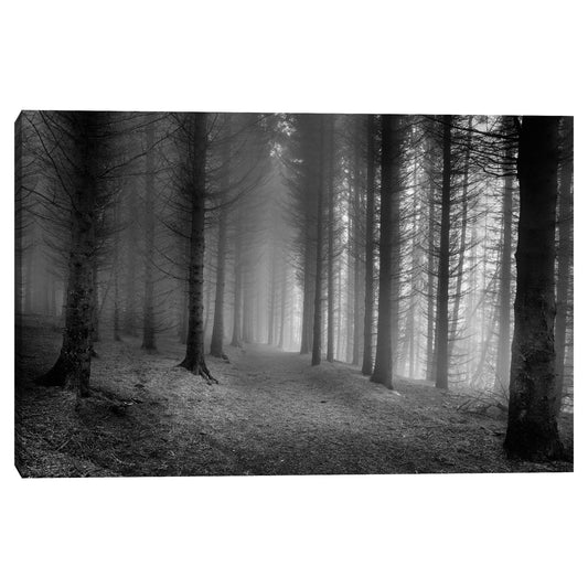 Bosques brumosos - Nocturna