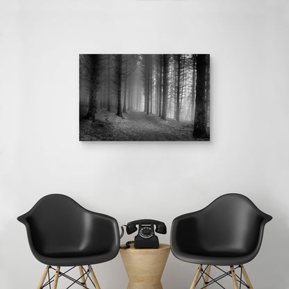 Bosques brumosos - Nocturna
