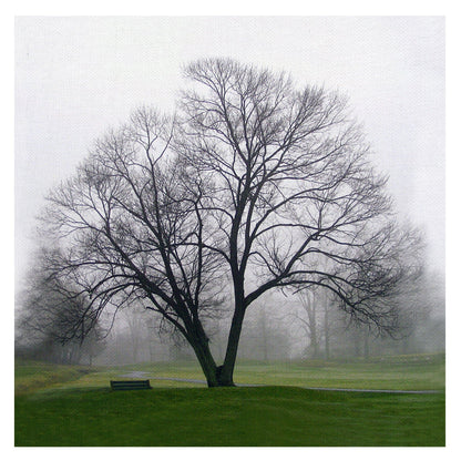 Arbol Solo - Mary Campanga