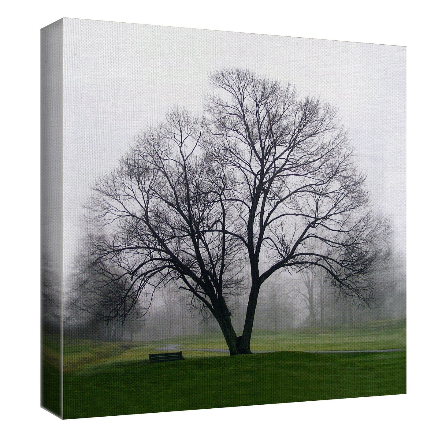Arbol Solo - Mary Campanga