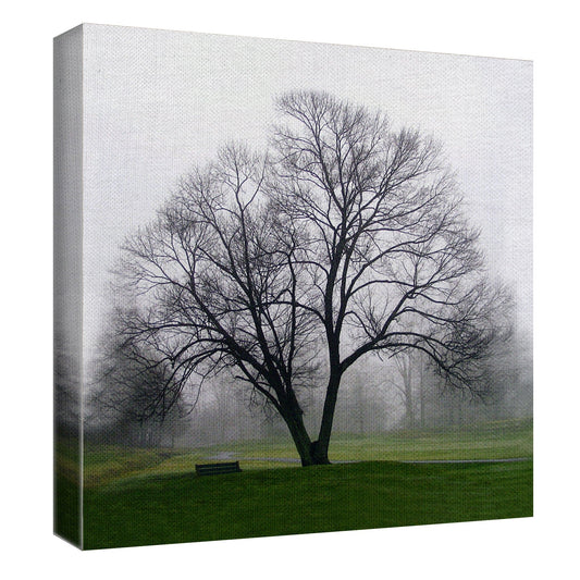 Arbol Solo - Mary Campanga