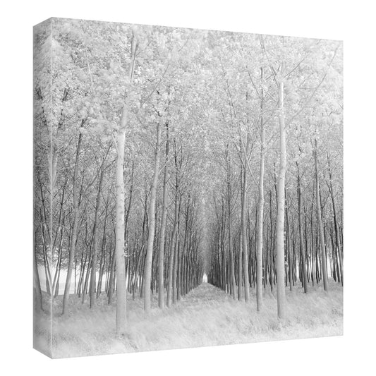 Perspectiva - Chip Forelli