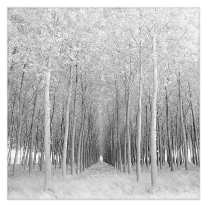 Perspectiva - Chip Forelli