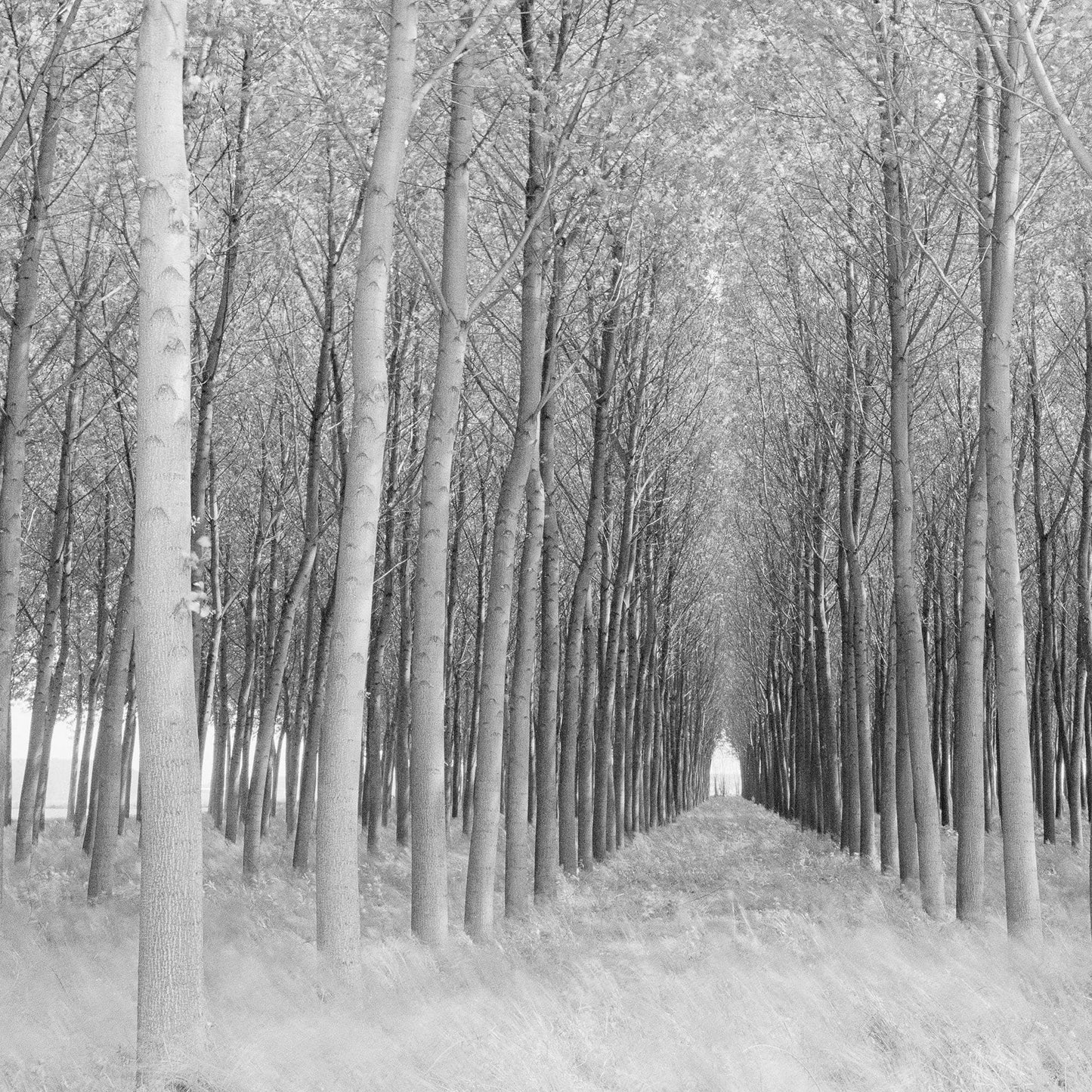 Perspectiva - Chip Forelli
