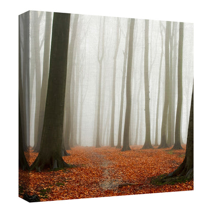 Suelo del bosque de otoño - PhotoINC Studio