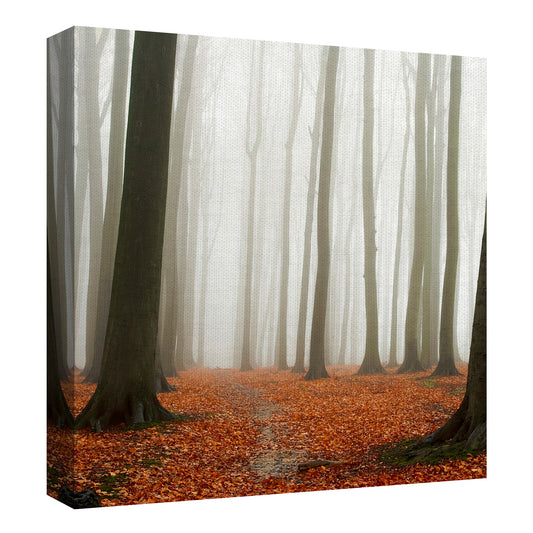 Suelo del bosque de otoño - PhotoINC Studio