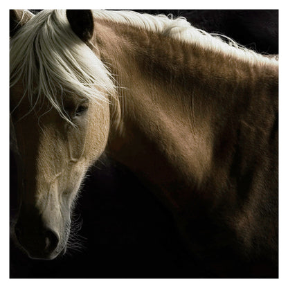 Caballo Espiritu - Tony Stromberg