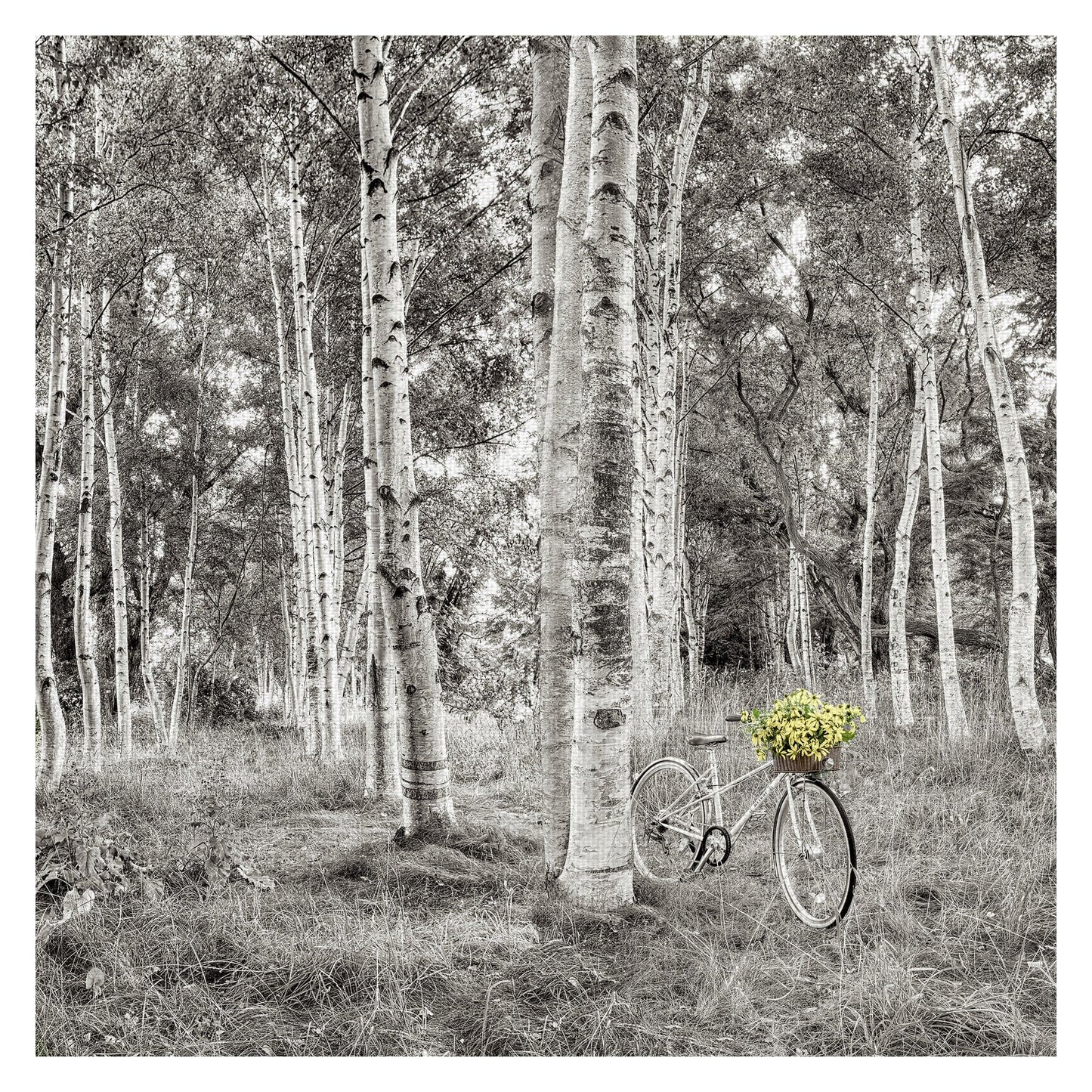 Paseo en bicicleta de girasol - Alan Blaustein