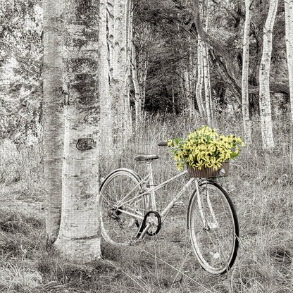 Paseo en bicicleta de girasol - Alan Blaustein