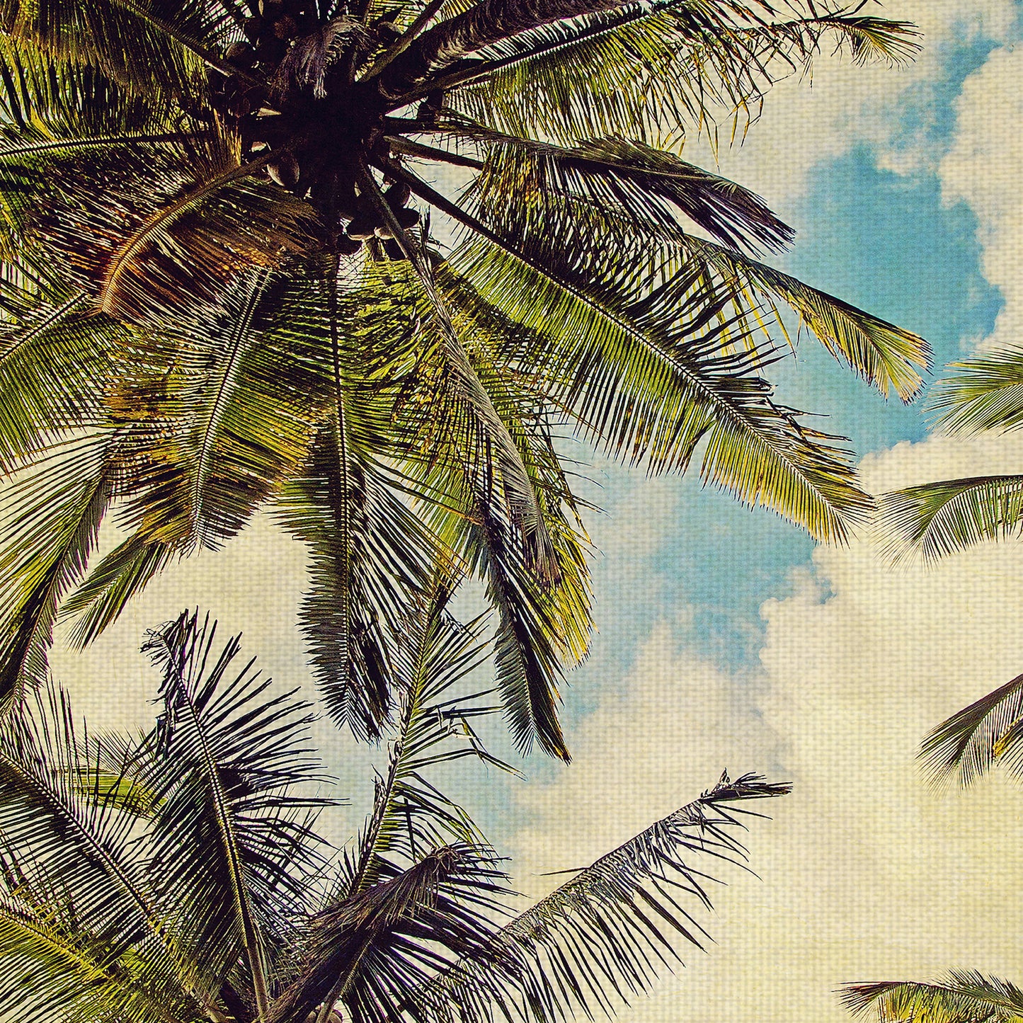 Palmeras de la isla de Kauai - Melanie Alexandra Price