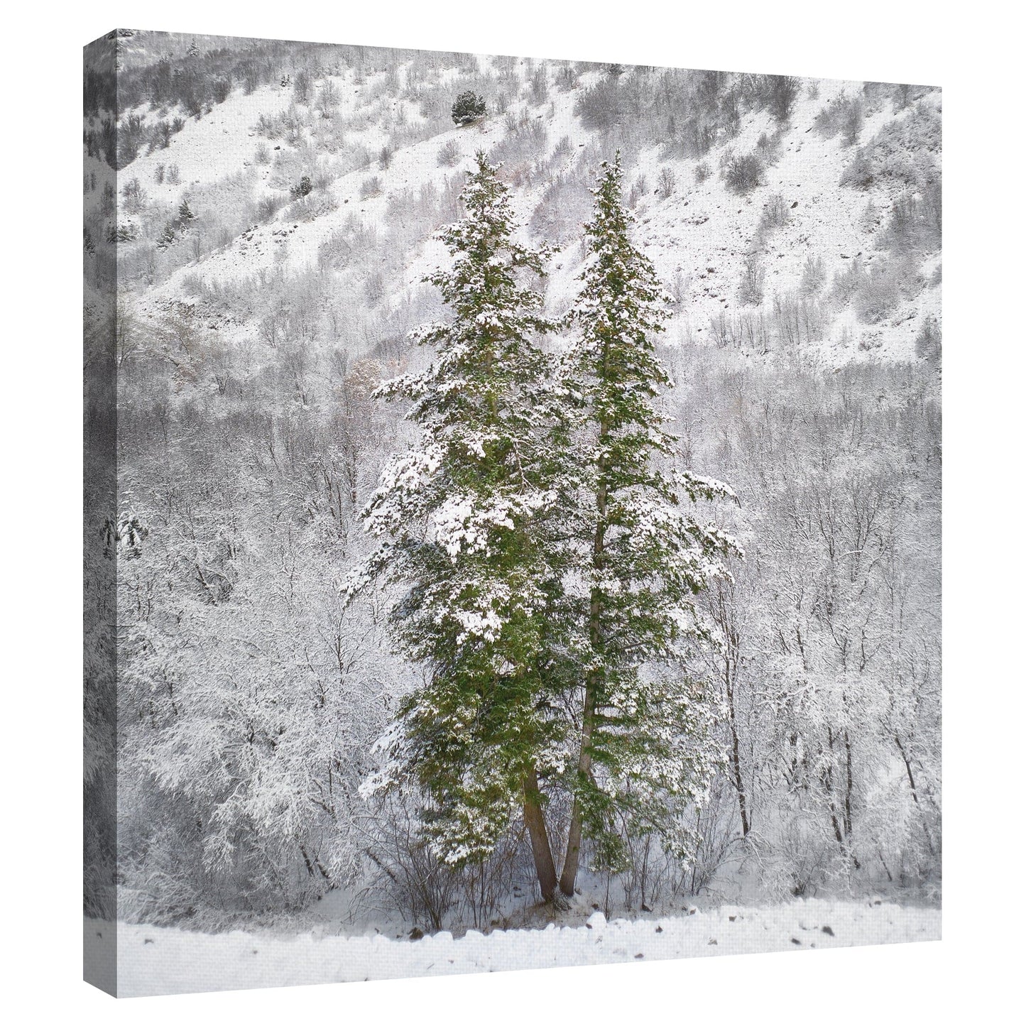 Arboles de nieve - Chris Dunker