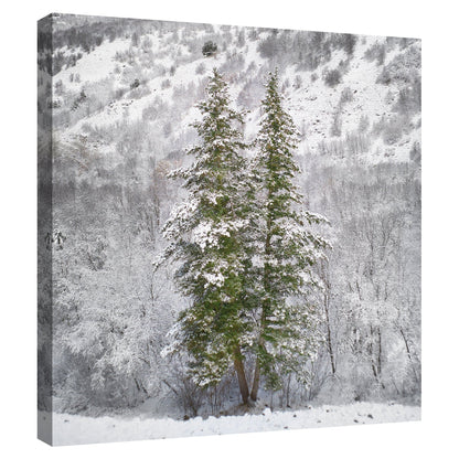 Arboles de nieve - Chris Dunker