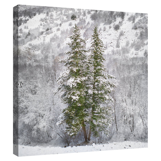 Arboles de nieve - Chris Dunker