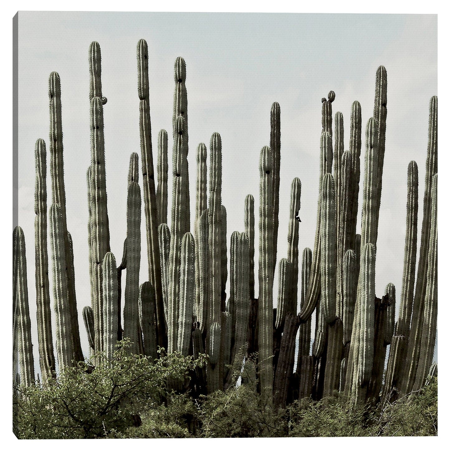 Horizonte del desierto - Belle Maison