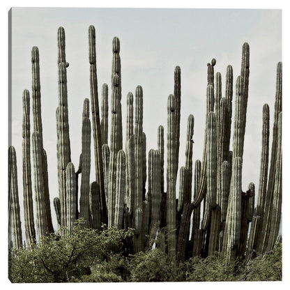 Horizonte del desierto - Belle Maison