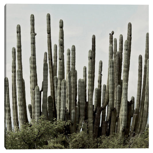 Horizonte del desierto - Belle Maison