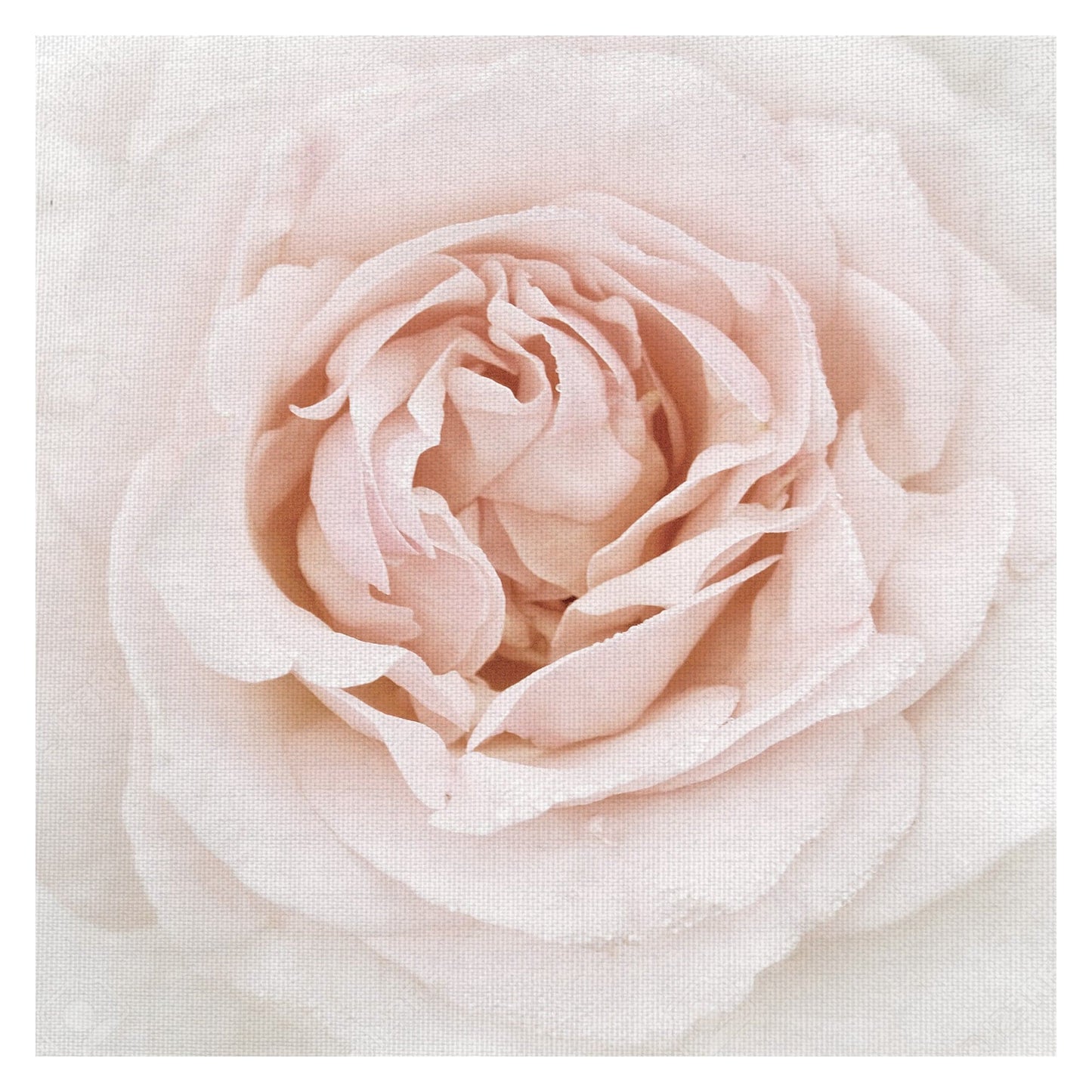 Rosa Gota de Rocío - Rebecca Swanson