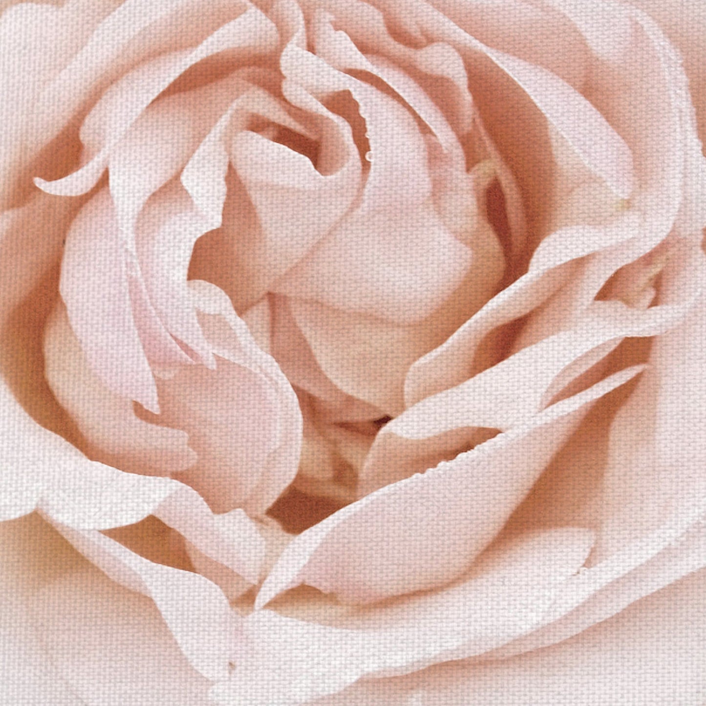 Rosa Gota de Rocío - Rebecca Swanson
