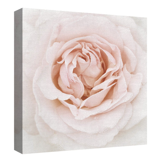 Rosa Gota de Rocío - Rebecca Swanson