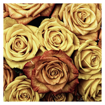 Rosas ámbar - Lobo Studio
