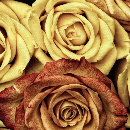 Rosas ámbar - Lobo Studio