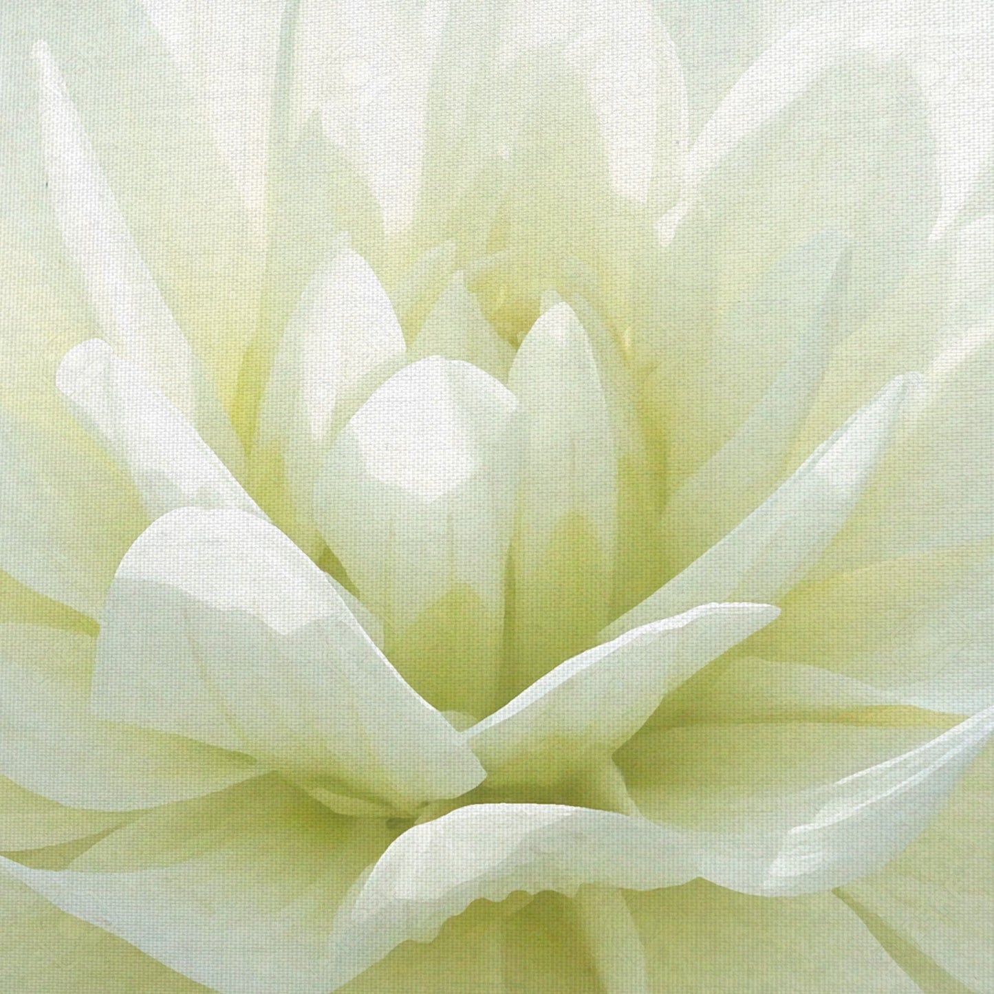 Flor Blanca I - Mary Campanga