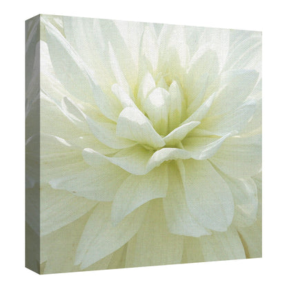 Flor Blanca I - Mary Campanga