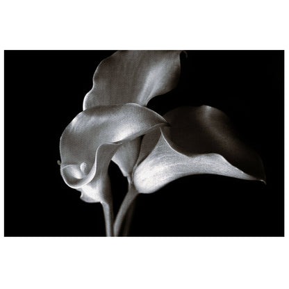 Calla Cluster - Ilona Wellmann