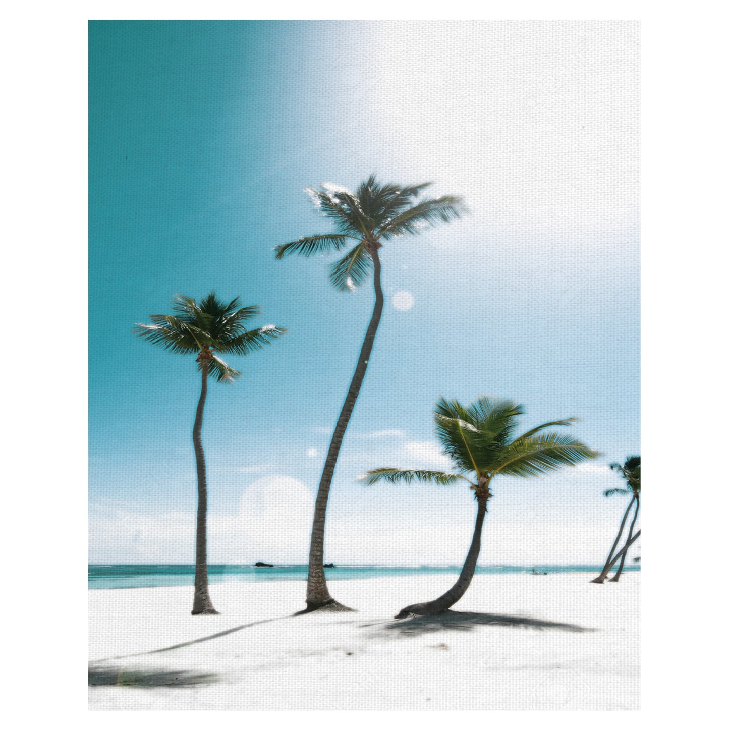 Palmeras iluminadas III - Noah Bay