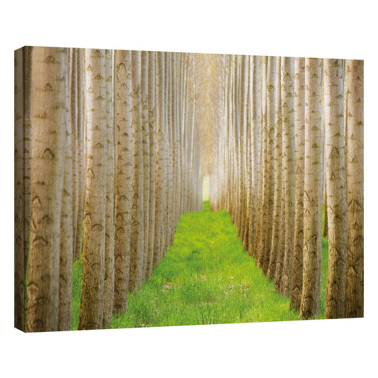 Bosque de álamos I - Acer Images