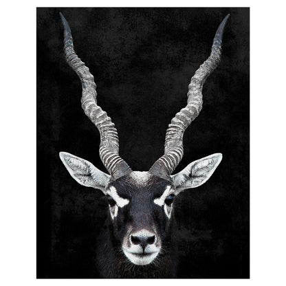 Retrato de antilope - Belle Maison
