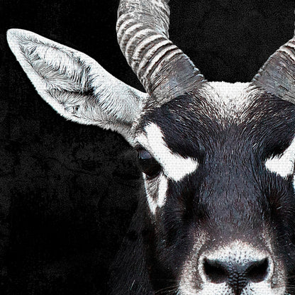 Retrato de antilope - Belle Maison