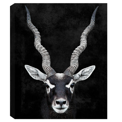 Retrato de antilope - Belle Maison