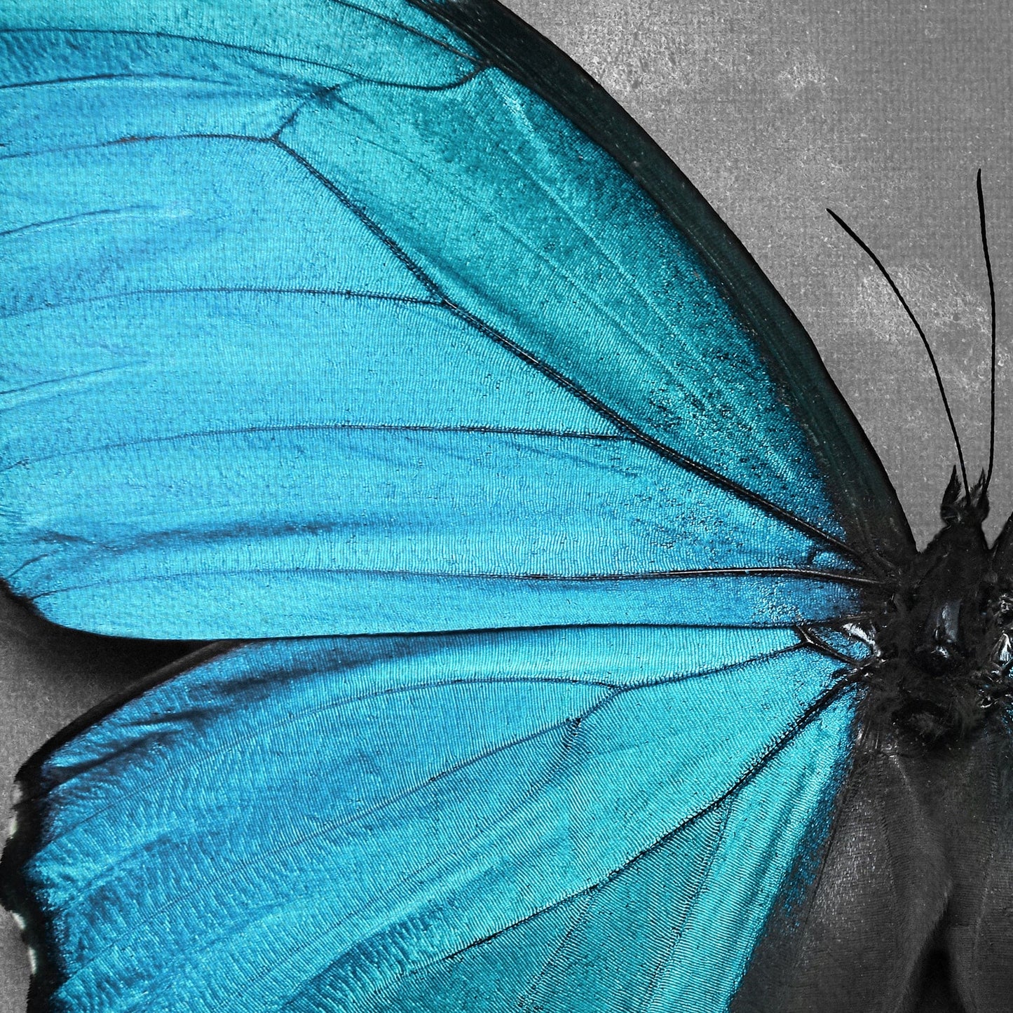 Mariposa en Aqua - Belle Maison