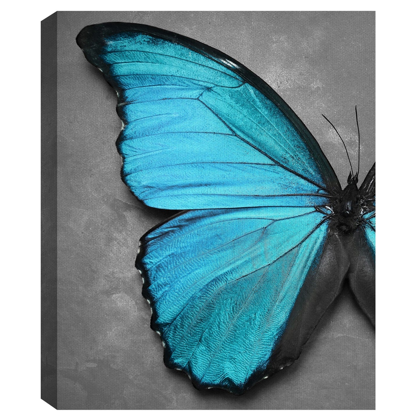Mariposa en Aqua - Belle Maison