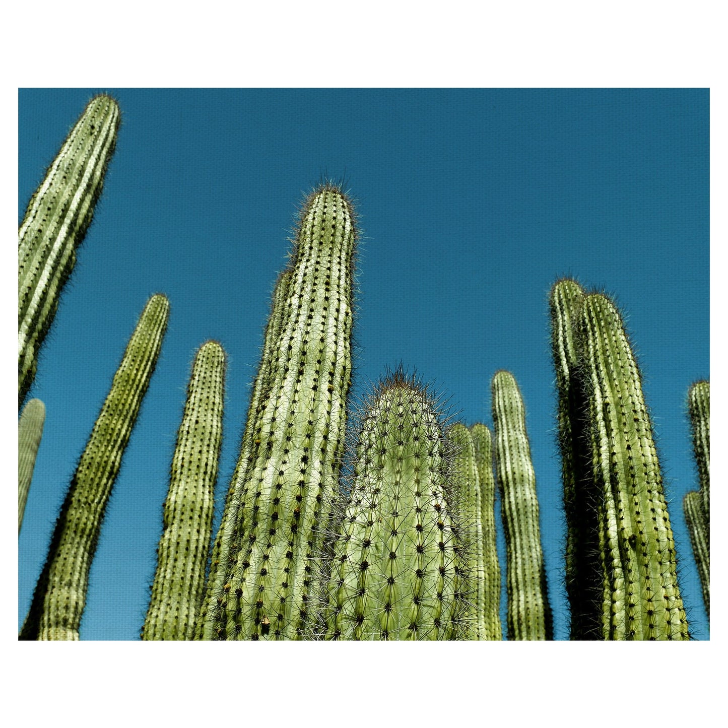 Cactus con cielo azul - Belle Maison