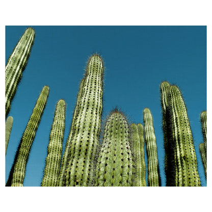 Cactus con cielo azul - Belle Maison