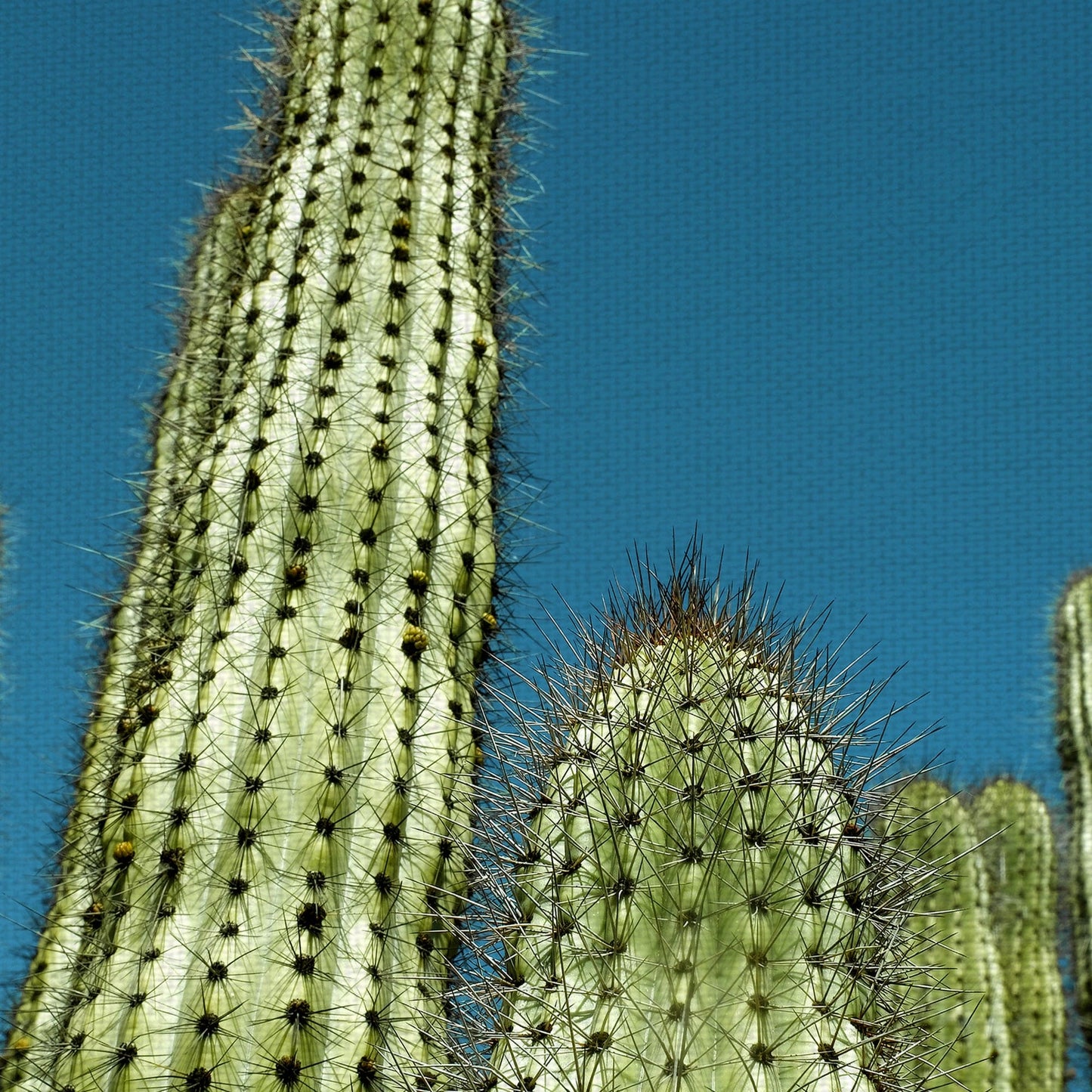 Cactus con cielo azul - Belle Maison