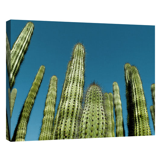 Cactus con cielo azul - Belle Maison