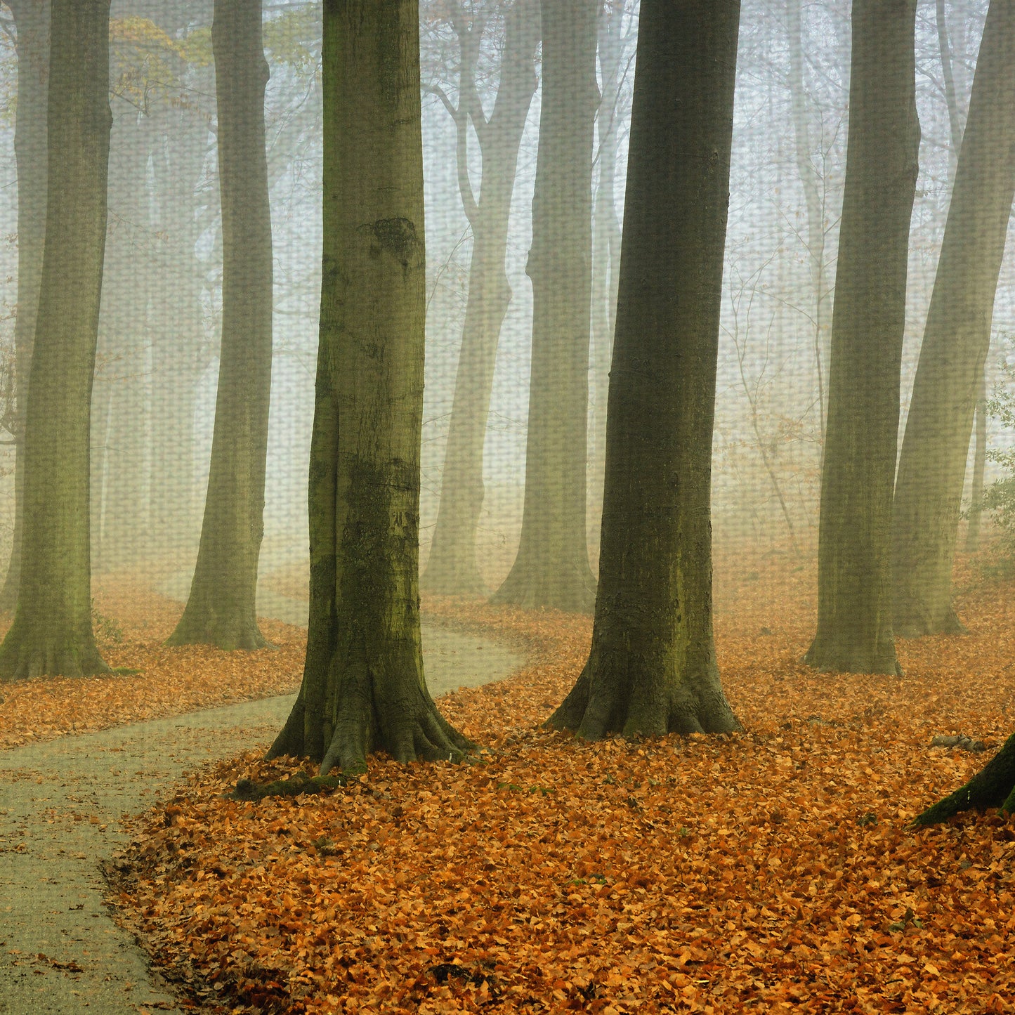 Brumoso sinuoso - Lars Van de Goor