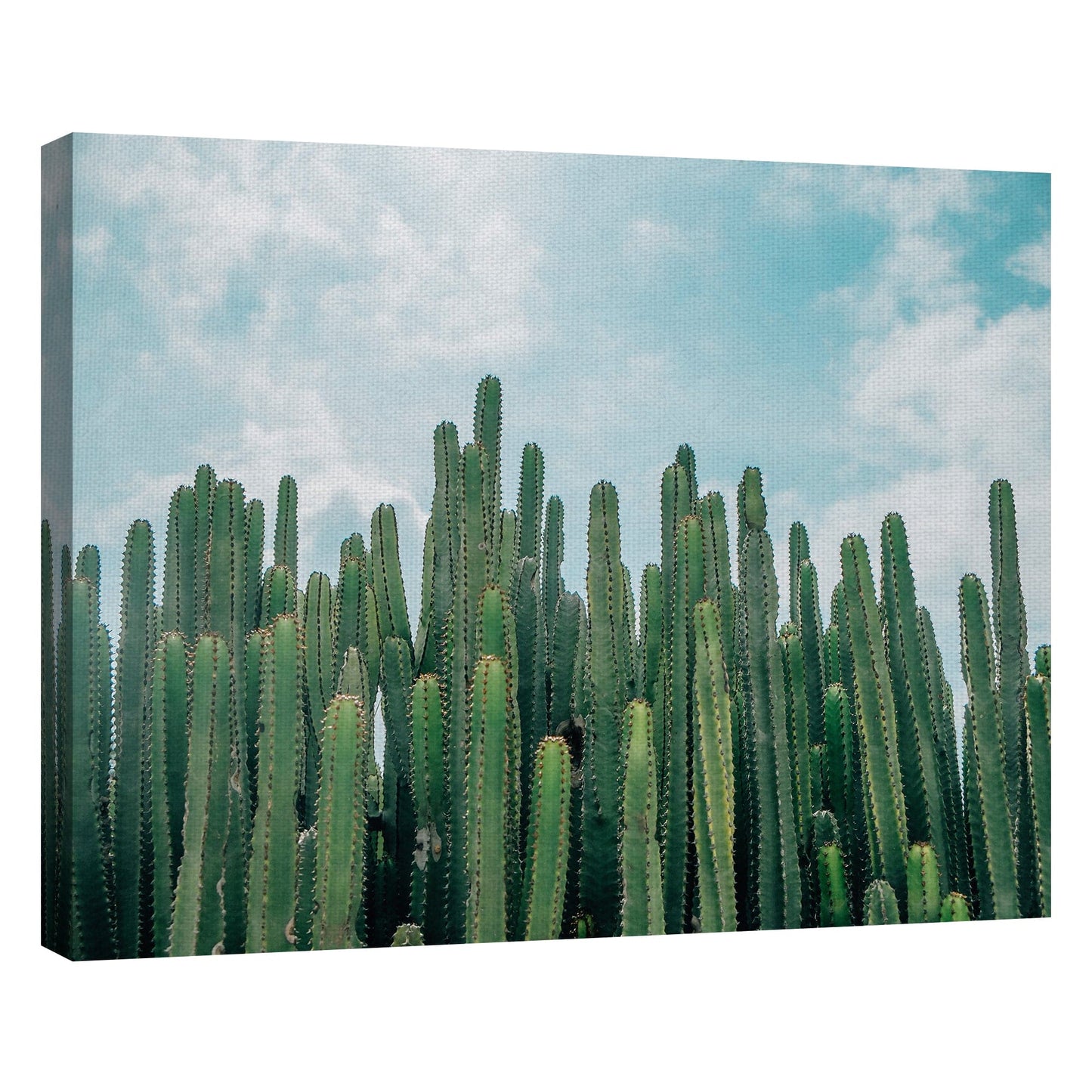 Verdes de cactus - David Sola