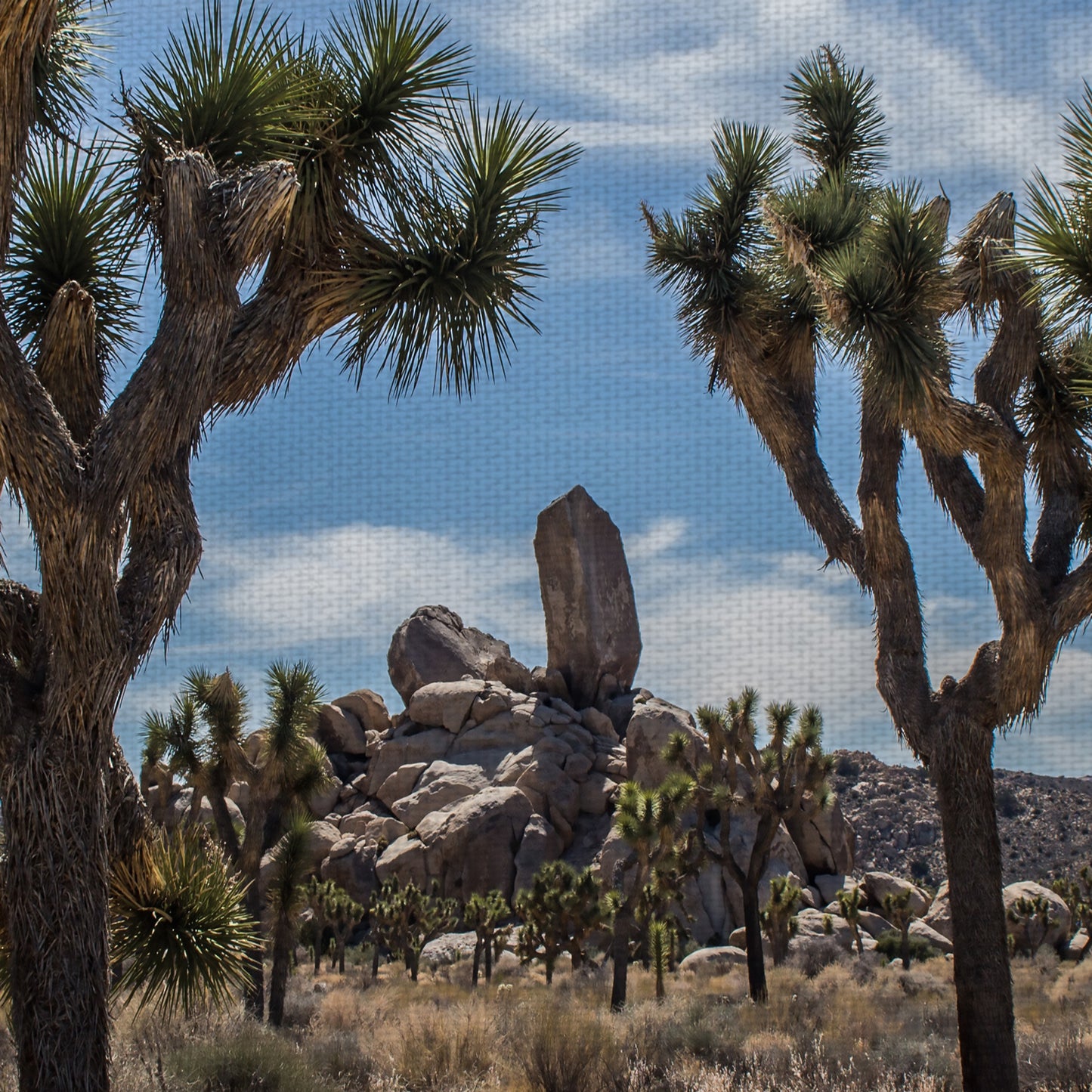 Vista del desierto - Owen Rupp