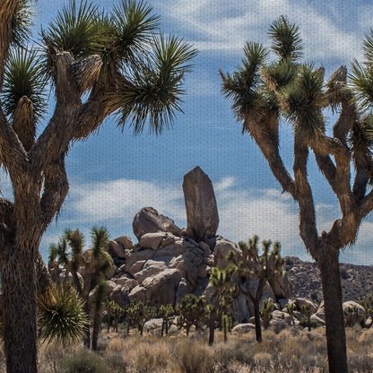 Vista del desierto - Owen Rupp