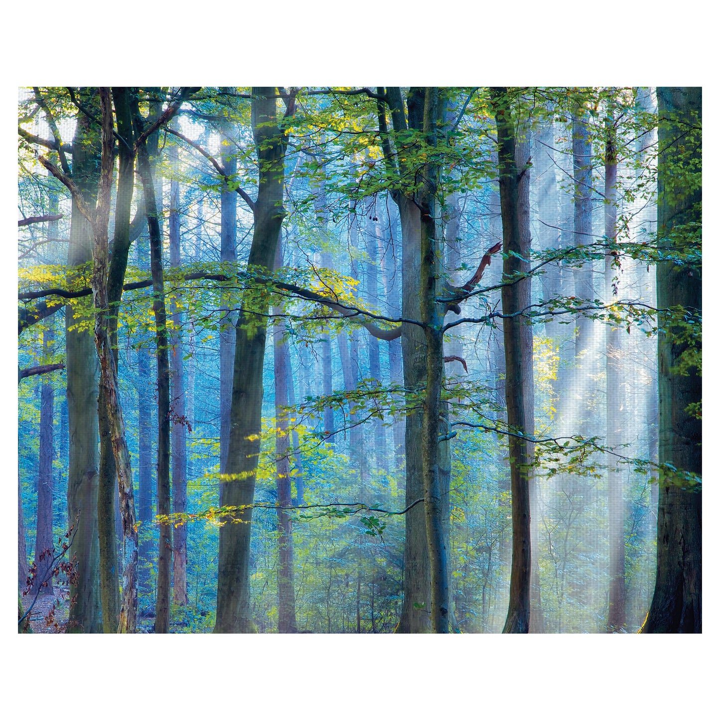Cueva Bosque Encantado - Lars Van De Goor