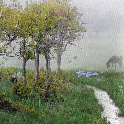 Robles brumosos e iris - Chris Vest