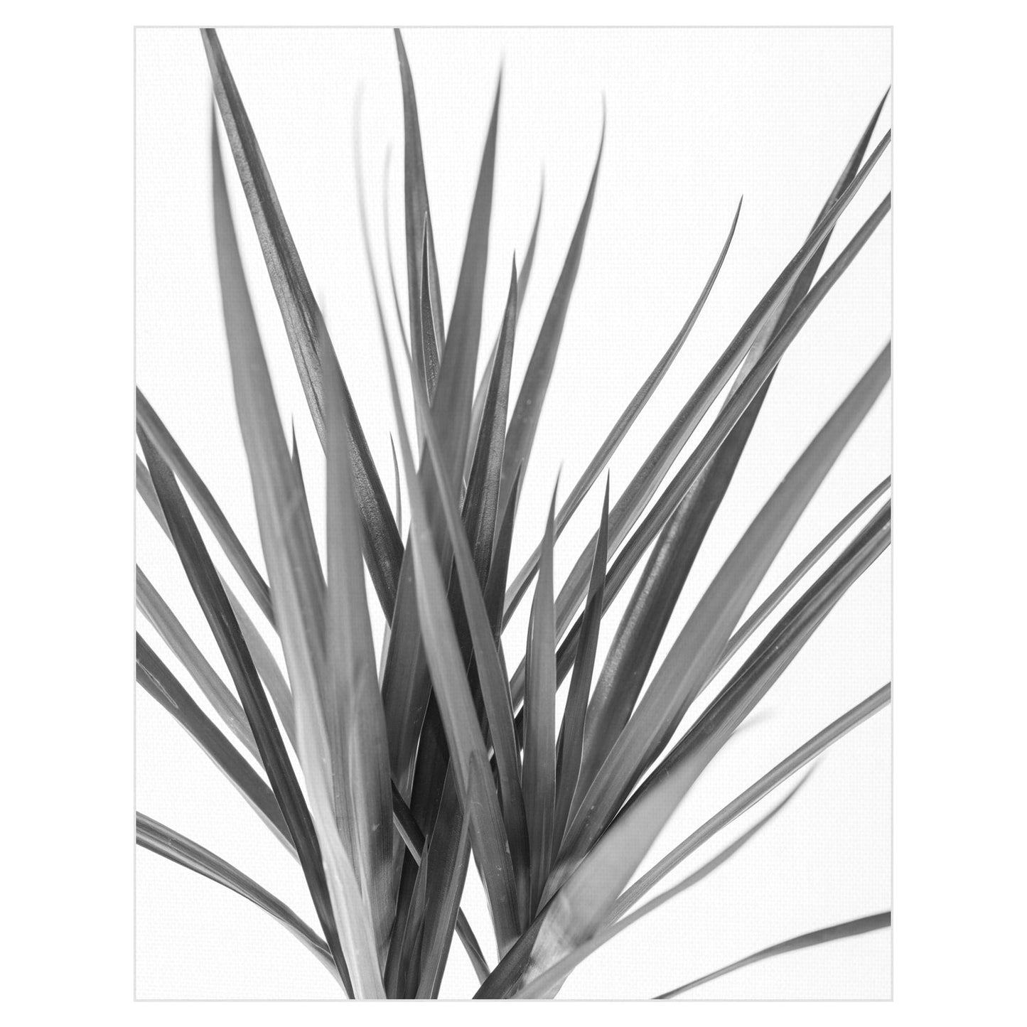 Dracaena negro - Assaf Frank