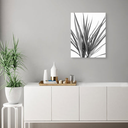 Dracaena negro - Assaf Frank