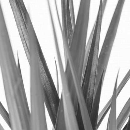 Dracaena negro - Assaf Frank